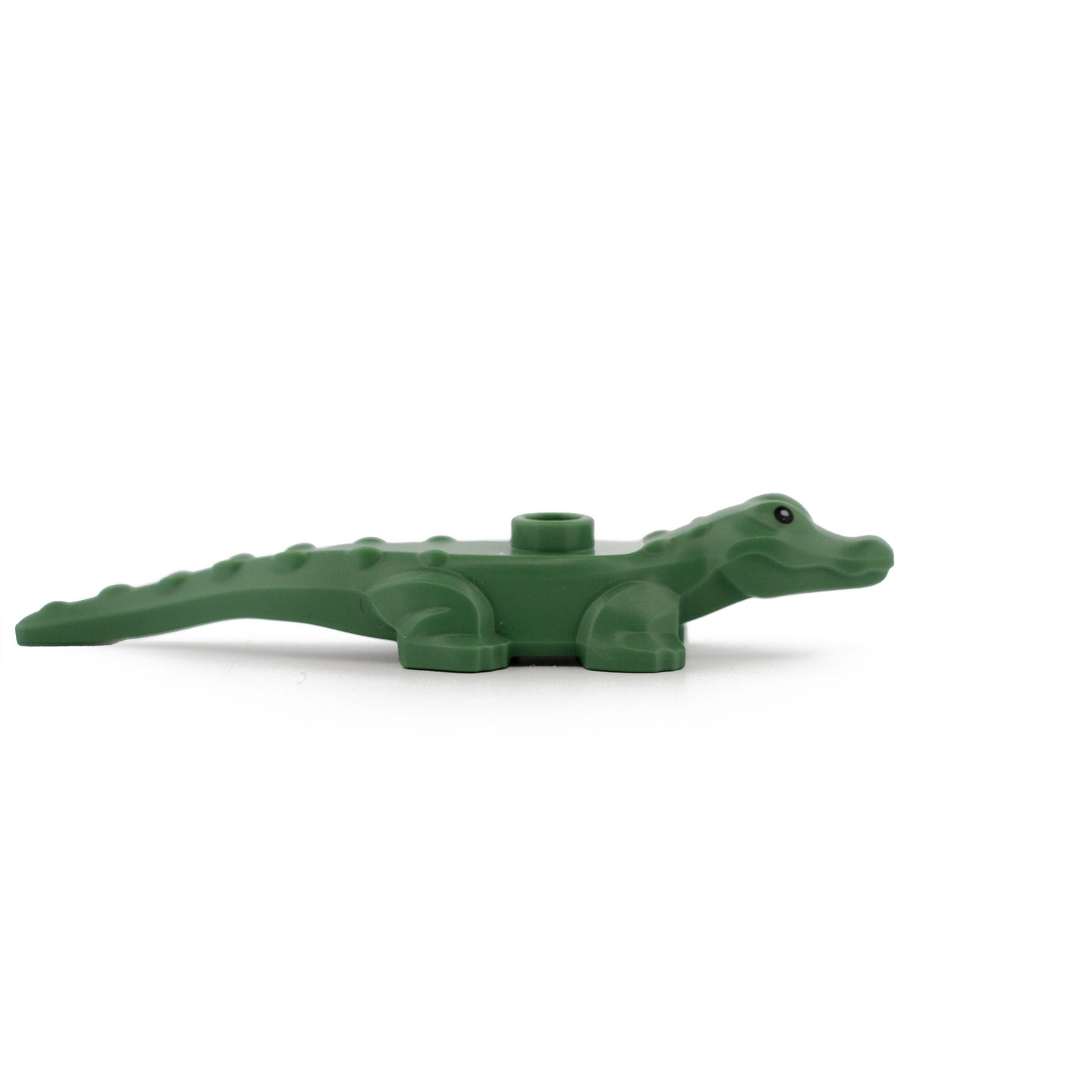 Sand Green Alligator / Crocodile Baby Hatchling with Black Eyes Pattern