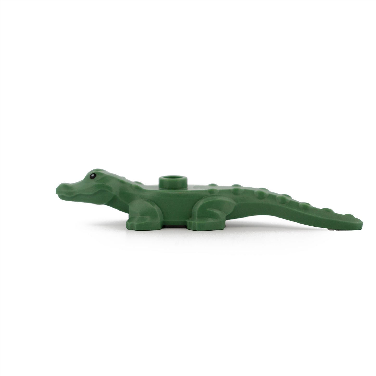 Sand Green Alligator / Crocodile Baby Hatchling with Black Eyes Pattern